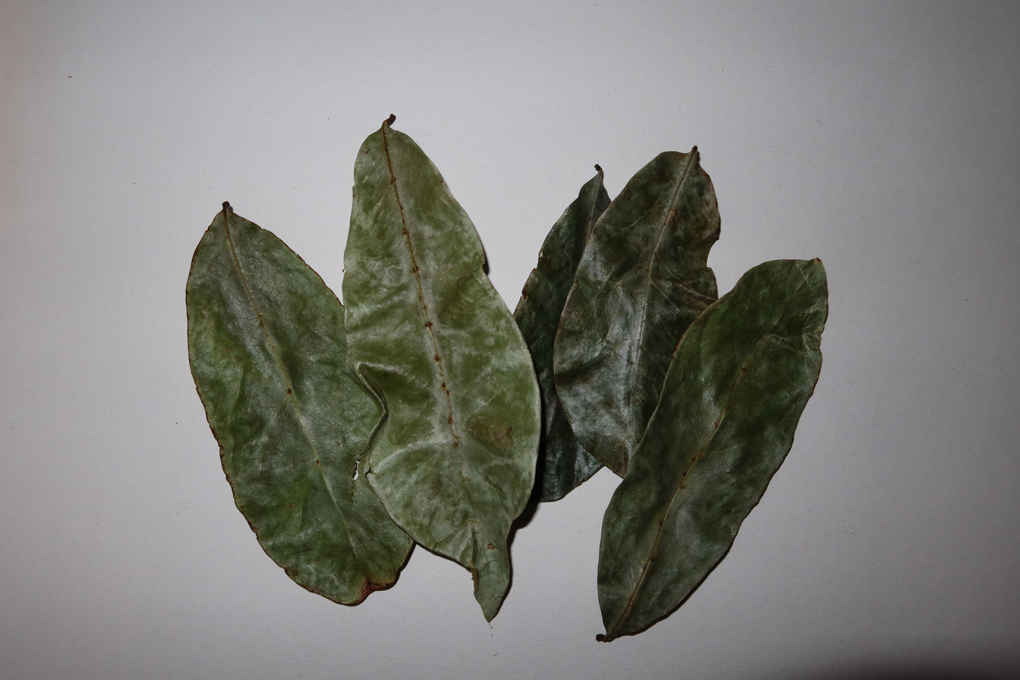 Soursop Leaves